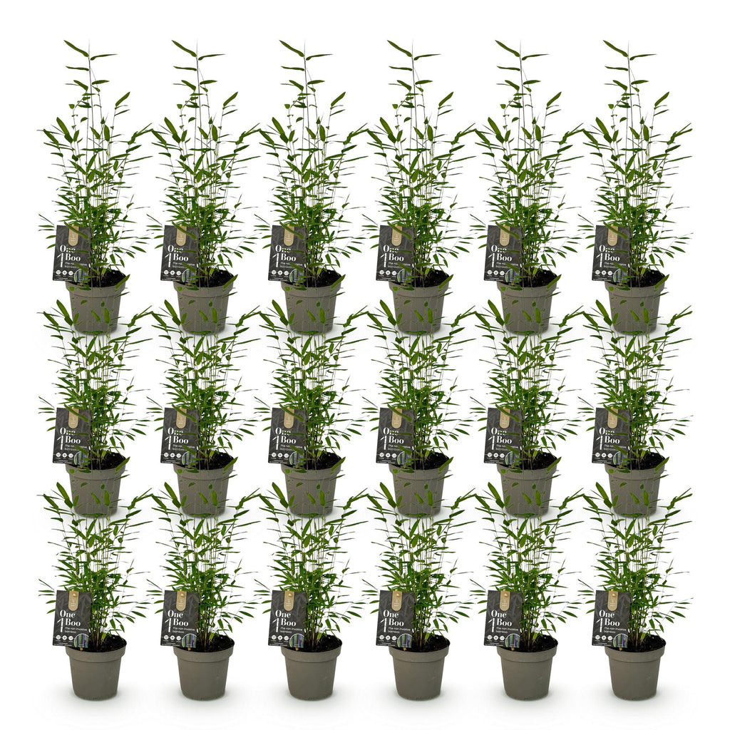 Green boutiQ - Bambou - Fargesia Black Dragon - Persistant - Non-envahissant - Vert - 18 Plantes - Pot 14cm - Hauteur 35cm