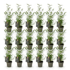 Green boutiQ - Bambou - Fargesia Black Dragon - Persistant - Non-envahissant - Vert - 18 Plantes - Pot 14cm - Hauteur 35cm