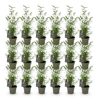 Green boutiQ - Bamboe - Fargesia Black Dragon - Bladhoudend - Niet Woekerend - Groen - 18 Planten - Pot 14cm - Hoogte 35cm