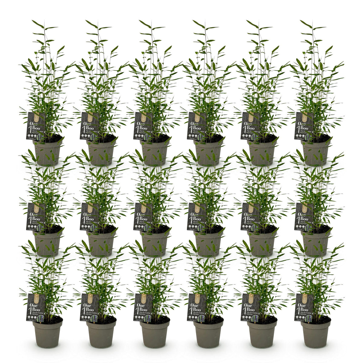 Green boutiQ - Bambou - Fargesia Black Dragon - Persistant - Non-envahissant - Vert - 18 Plantes - Pot 14cm - Hauteur 35cm