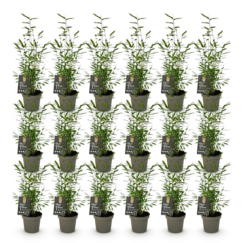 Green boutiQ - Bamboe - Fargesia Black Dragon - Bladhoudend - Niet Woekerend - Groen - 18 Planten - Pot 14cm - Hoogte 35cm