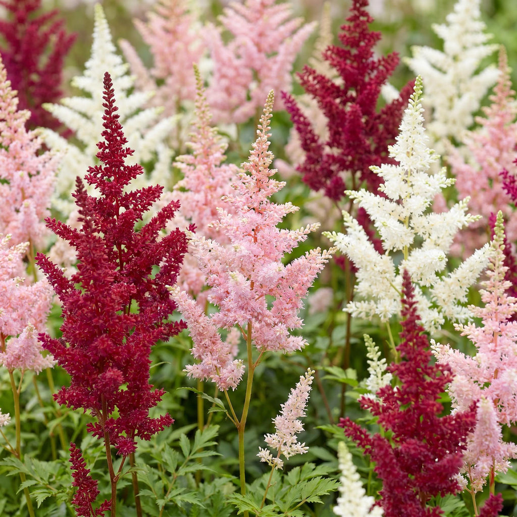 Green boutiQ - Plante vivace - Astilbe Tricolour - Astilbe - Ombre - Violet - Rose - Blanc - 6 plantes - Pot 11cm - Hauteur 15-25cm