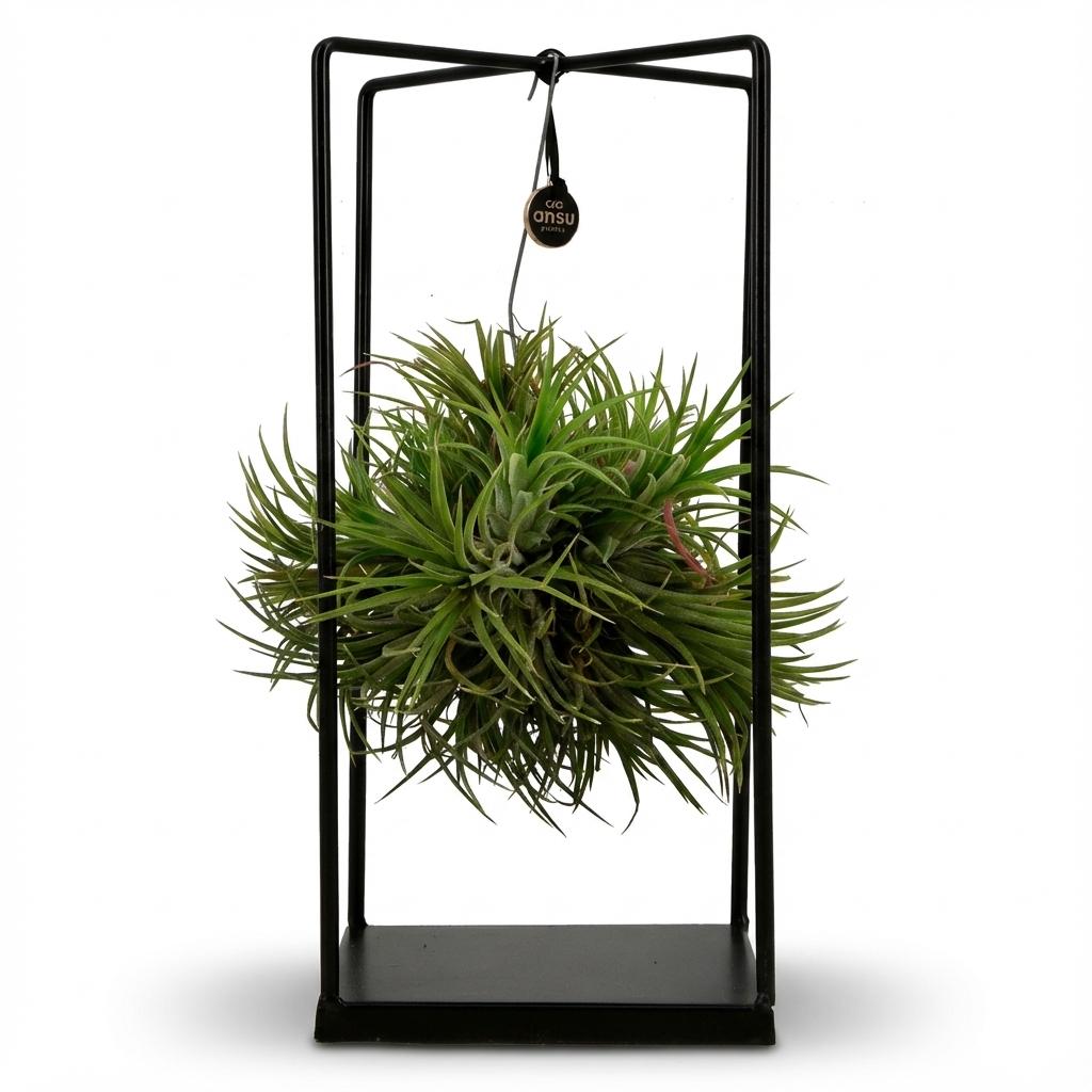 Tillandsia plante aérienne en décoration - Ø 14 cm - Hauteur : 37 cm