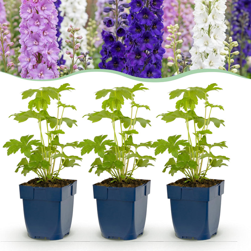 Green boutiQ - Vasteplant - Delphinium Tricolour - Ridderspoor - Bijen- en vlinderlokkers - Paars - Roze - Wit - 12 Planten - Pot 11cm - Hoogte 15-25cm