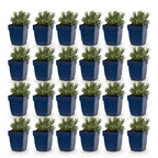 Green boutiQ - Plante vivace - Lavandula Tricolour - Lavande - Parfumée - Bleu - Rose - Blanc - 24 plantes - Pot 11cm - Hauteur 15-25cm