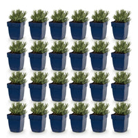 Green boutiQ - Vasteplant - Lavandula Tricolour - Lavendel - Geurend - Blauw - Roze - Wit - 24 Planten - Pot 11cm - Hoogte 15-25cm