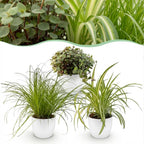 Green boutiQ - Zimmerpflanze - Cyperus - Callisia - Chlorophytum - 3er-Set - Haustierfreundliche Pflanzen - Grün - 3 Pflanzen - mit weißem Übertopf - Topf 12 cm - Höhe 20 cm
