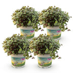 Green boutiQ - Zimmerpflanze - Callisia repens - Katzengras - Haustierfreundlich - Grün - 4 Pflanzen - Topf 12cm - Höhe 17-20cm