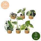 6x Baby Variegata Mix - Various colours - Tropical - incl. Linnea Honey - Ø6cm - ↕10-15cm