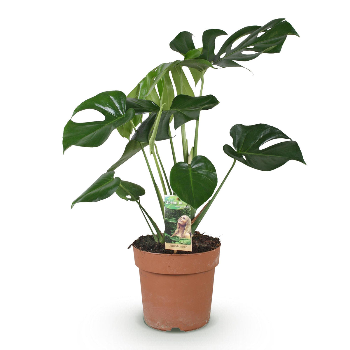 Green BoutiQ - Green is... Plantes d'intérieur - Monstera Deliciosa - Plante à trous - Peu d'entretien - Vert - 1 Plante - Pot 17cm - Hauteur 50-55cm
