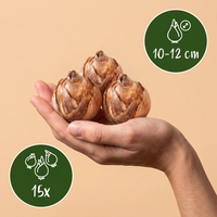 Green boutiQ - Bloembollen - Narcis Mount Hood - Kleur Wit - 15 stuks - Bolmaat 10/12 - XXL Pack - foto 3