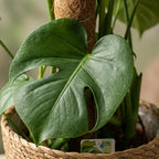 Green boutiQ - Plante d'intérieur - Monstera - Monstera Deliciosa sur tuteur - Vert - Entretien facile - 1 plante - avec Panier - Pot 19cm - Hauteur 90cm