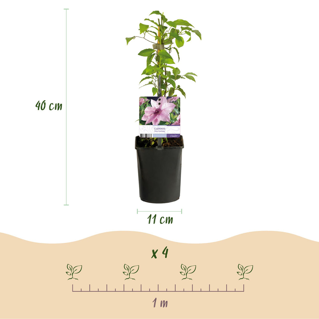 Green boutiQ - Plante grimpante - Clématite Pink Fantasy - Fleur rose - Peu d'entretien - 2 plantes - Pot 11cm Hauteur 40cm
