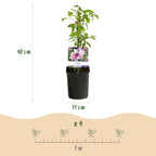 Green boutiQ - Plante grimpante - Clématite Pink Fantasy - Fleur rose - Peu d'entretien - 2 plantes - Pot 11cm Hauteur 40cm