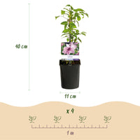 Green boutiQ - Klimplant - Clematis Pink Fantasy - Bloem Roze - Weinig onderhoud -2 planten -  Pot 11cm Hoogte 40cm