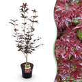 Green boutiQ - Plante de jardin - Acer palmatum Bloodgood - Érable du Japon - Caduc - Rouge - 1 - Pot 26cm - Hauteur 90cm