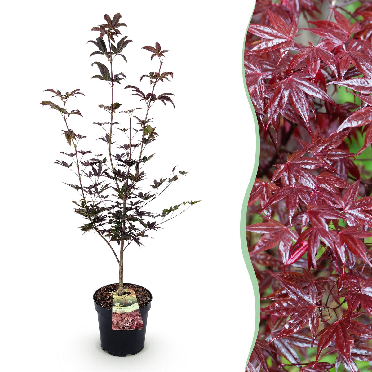 Green boutiQ - Plante de jardin - Acer palmatum Bloodgood - Érable du Japon - Caduc - Rouge - 1 - Pot 26cm - Hauteur 90cm