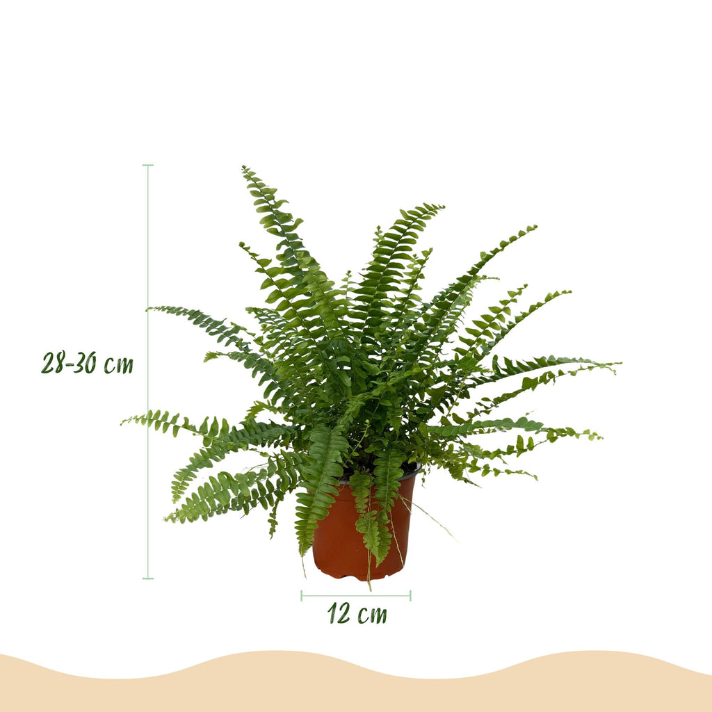 Green boutiQ - Zimmerpflanze - Nephrolepsis exaltata Green Lady - Farn - Haustierfreundliche Pflanze - Grün - 2 Pflanzen - mit Korb - Topf 12cm - Höhe 25cm