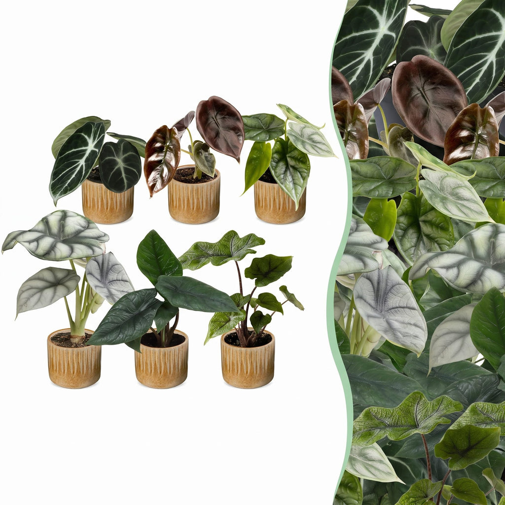 6x Baby Alocasia Familie - Red - Green - Black - Silver - Grey - Tropical - incl. Linnea Honey - Ø6cm - ↕12cm