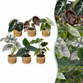 6x Baby Alocasia Familie - Red - Green - Black - Silver - Grey - Tropical - incl. Linnea Honey - Ø6cm - ↕12cm