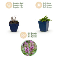 Green boutiQ - Perennial - Stachys off. Ukkie - Lamb's Ear - Rock Plants - Pink - 6 Plants - Pot 11cm - Height 15-25cm