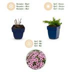 Green boutiQ - Stauden - Phlox Rosette - Flammenblume - Bodendeckend - Rosa - 3 Pflanzen - Topf 11cm - Höhe 15-25cm