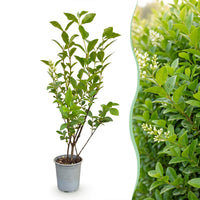 Green boutiQ - 40x Ligustrum ovalifolium - Gewone Liguster - Haagplanten - Groenblijvend - Groen - Pot 9cm - Hoogte 35-45cm