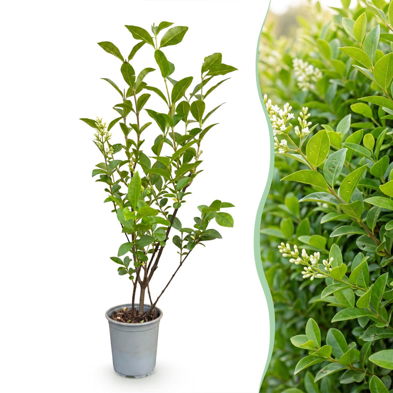 Green boutiQ - 40x Ligustrum ovalifolium - Gewone Liguster - Haagplanten - Groenblijvend - Groen - Pot 9cm - Hoogte 35-45cm