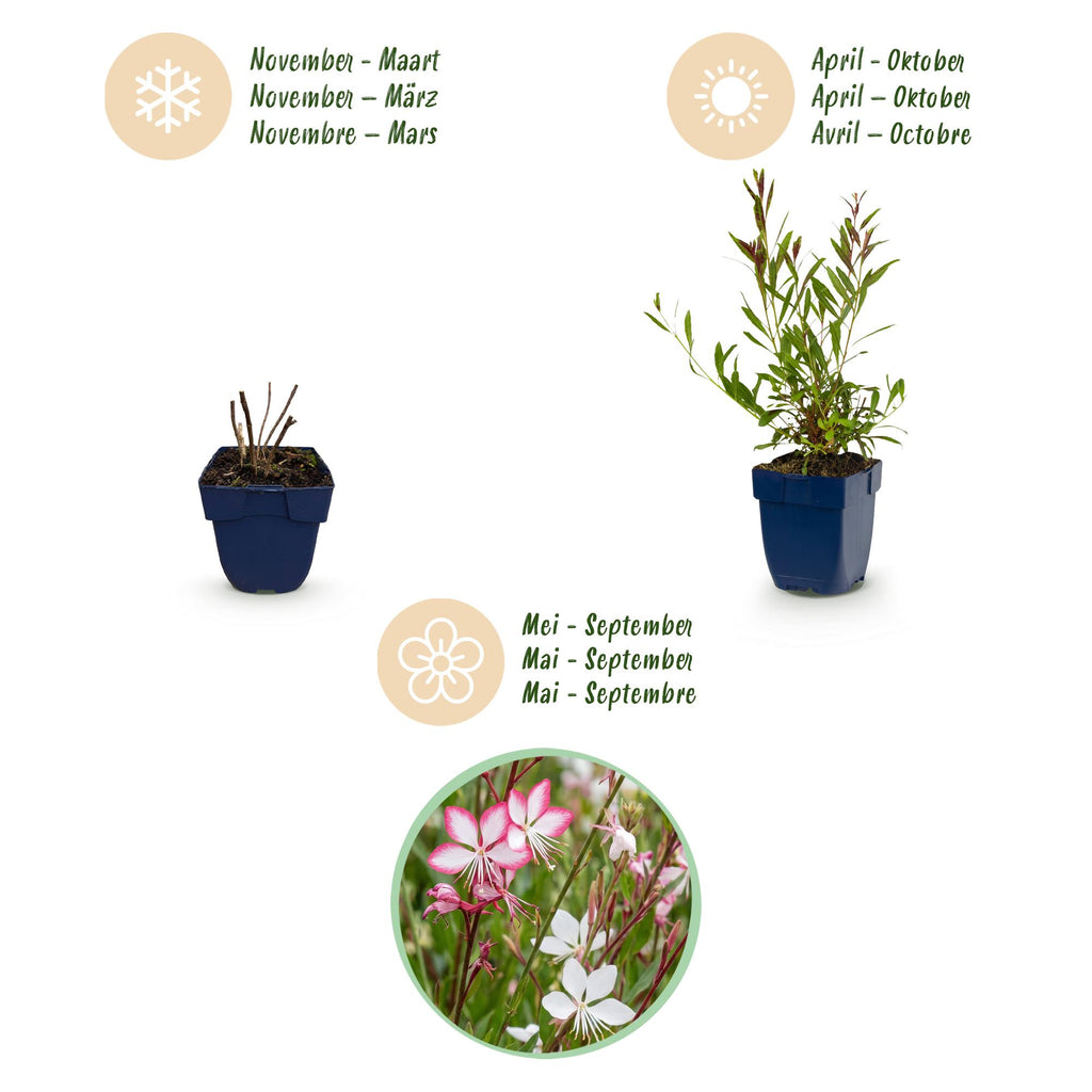 Green boutiQ - Plante vivace - Gaura Duo - Gaura - Attire les abeilles et les papillons - Rose - Blanc - 12 plantes - Pot 11cm - Hauteur 15-25cm