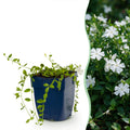 Plante vivace - Vinca minor Alba - Petite pervenche - Couvre-sol - Blanc - 6 plantes - Pot 11cm - Hauteur 15-25cm
