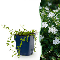Vasteplant - Vinca minor Alba - Maagdenpalm - Bodembedekkend - Wit - 6 Planten - Pot 11cm - Hoogte 15-25cm