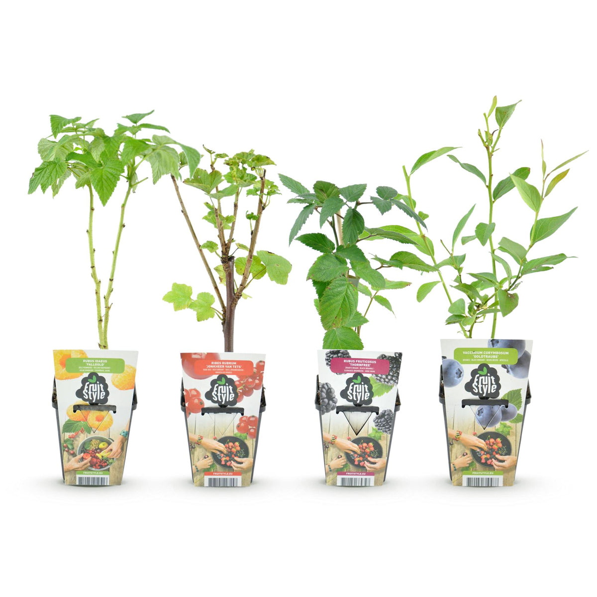 Green boutiQ - Obstpflanzen - Regenbogen - Rote Johannisbeere - Gelbe Himbeere - Schwarze Brombeere - Blaubeere - Winterhart - 4 Pflanzen - Topf 9cm