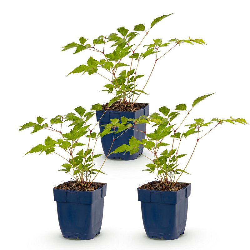 Green boutiQ - Vasteplant - Astilbe (J) Europa - Pluimspirea - Schaduw - Roze - 3 Planten - Pot 11cm - Hoogte 15-25cm
