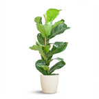 Green boutiQ - Plante d'intérieur - Figuier lyre - Ficus Lyrata - Vert - Entretien facile - 1 plante - avec pot blanc - Pot 21 cm - Hauteur 75 - 85 cm