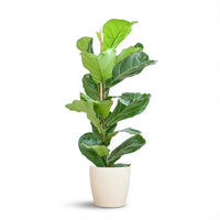 Green boutiQ - Kamerplant - Vioolbladplant - Ficus Lyrata - Groen - Weinig onderhoud - 1 Plant - met Potter Wit - Pot 21cm - Hoogte 75 - 85cm