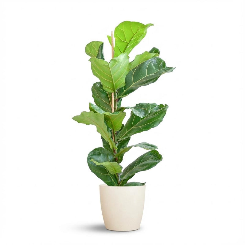 Green boutiQ - Kamerplant - Vioolbladplant - Ficus Lyrata - Groen - Weinig onderhoud - 1 Plant - met Potter Wit - Pot 21cm - Hoogte 75 - 85cm