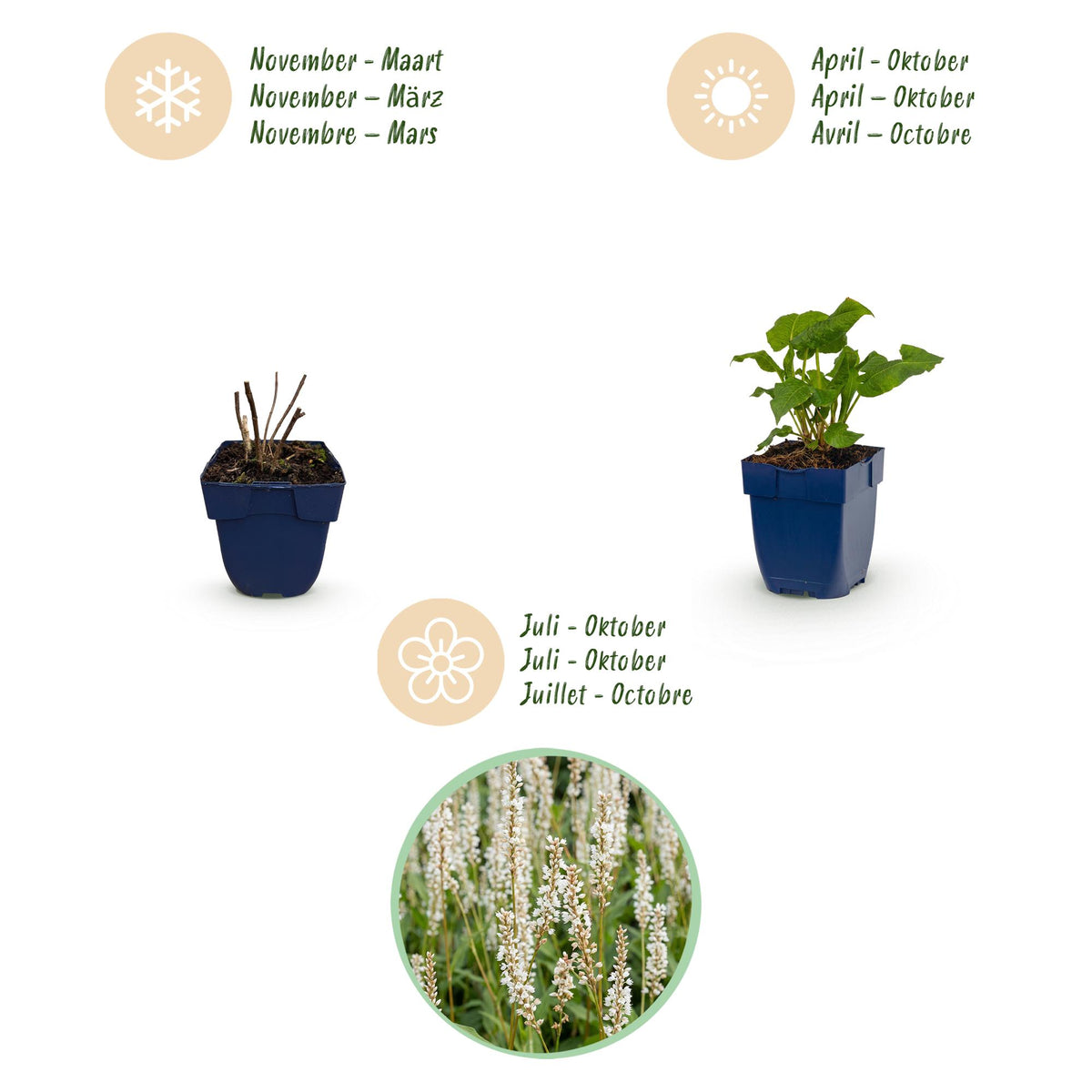 Green boutiQ - Plante vivace - Persicaria ampl. Alba - Renouée - Ombre - Blanc - 1 Plante - Pot 11cm - Hauteur 15-25cm