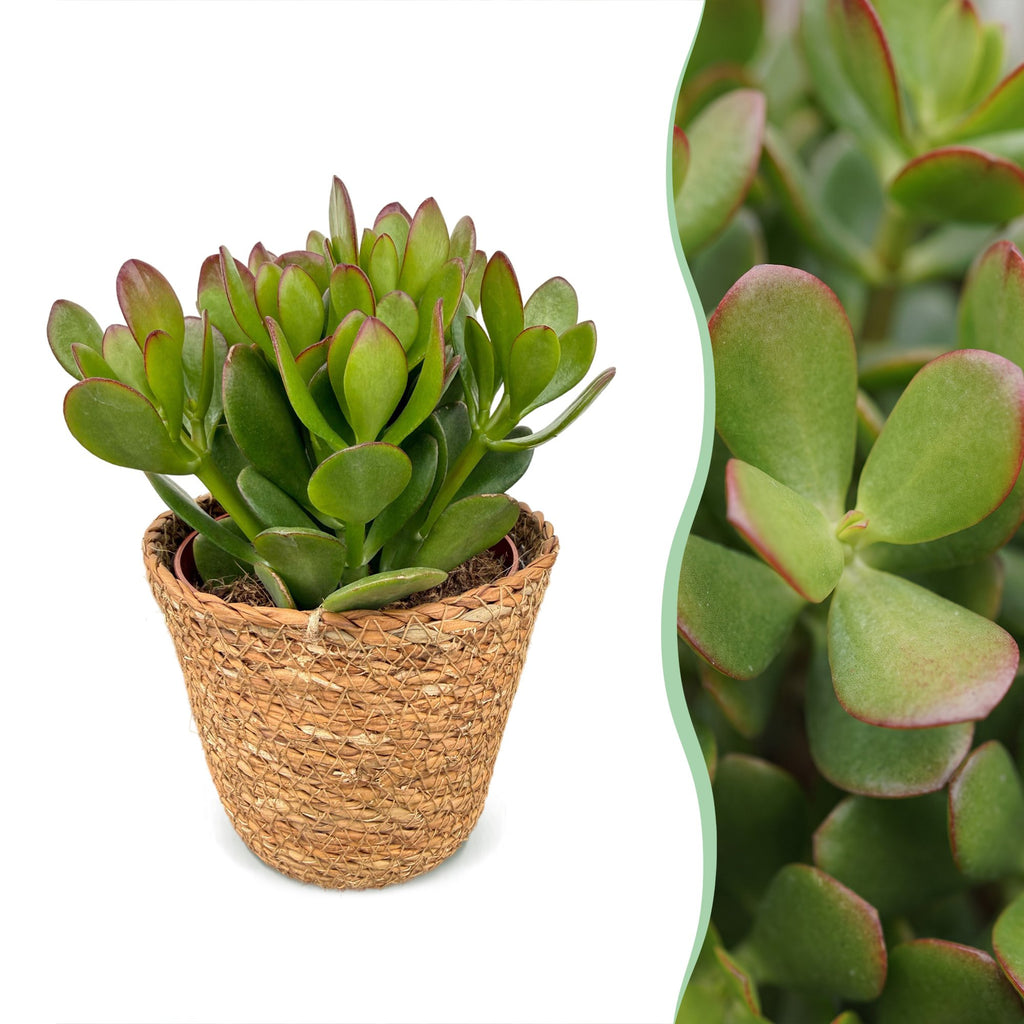 4x Crassula Ovata - Jade plant - Green - Succulent/cactus - incl. mand - Ø12cm