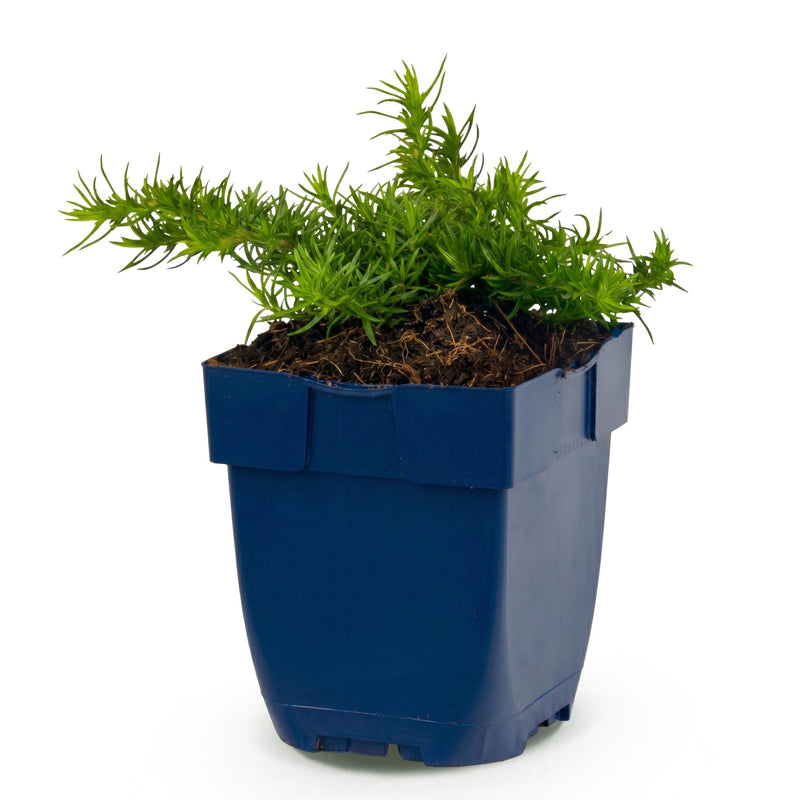 Green boutiQ - Vasteplant - Phlox Maischnee - Vlambloem - Bodembedekkend - Wit - 1 Plant - Pot 11cm - Hoogte 15-25cm