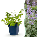 Green boutiQ - Plante vivace - Nepeta faassenii - Herbe aux chats - Attire les abeilles et les papillons - Violet - 1 Plante - Pot 11cm - Hauteur 15-25cm