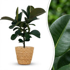 Green boutiQ - Plante d'intérieur - Plante en caoutchouc - Ficus Elastica Cloe - Vert - Entretien facile - 1 plante - avec panier - Pot 19cm - Hauteur 65cm