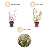 4x - Salix Flamingo - Ø17cm - ↕40-50cm