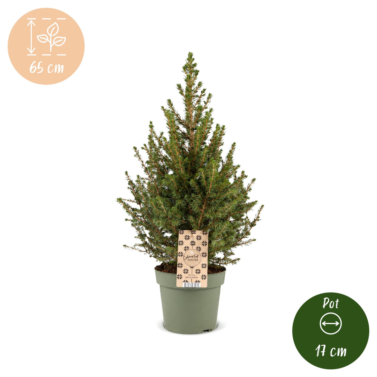 2x Picea glauca Conica - Dwarf Alberta Spruce - Green - Christmas tree - Ø17cm - ↕65cm