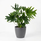Green boutiQ - Plante d'intérieur - Philodendron - Philodendron Lickety Split - Vert - Entretien facile - 1 plante - avec pot gris - Pot 19cm - Hauteur 70cm