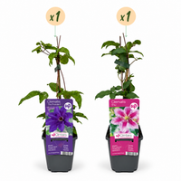 2x Clematis Duo Purple & Pink - Bosrank - Paars - Roze - Wit - Klimplant - Ø9cm - ↕35cm