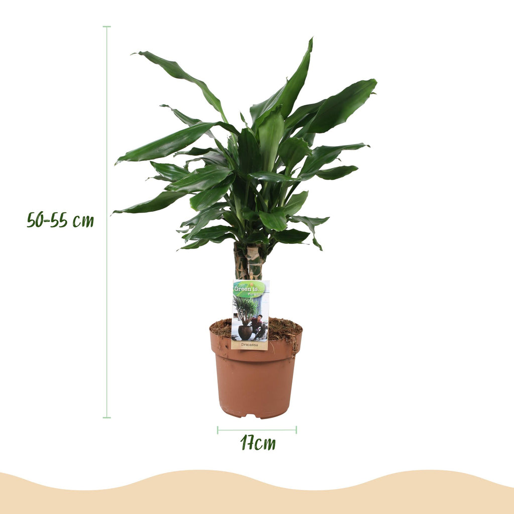 Green BoutiQ - Green is... Plantes d'intérieur - Dracaena fragrans Steudneri - Dragonnier - Peu d'entretien - Vert - 1 Plante - Pot 17cm - Hauteur 50-55cm