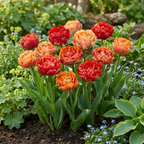 Green boutiQ - Bloembollen - Tulp Gudoshnik Double - Dubbel Bloemig - 12 stuks - Bolmaat 11/12 - XXL Pack - foto 2