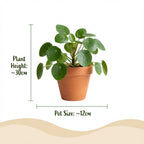Green boutiQ - Plante d'intérieur - Box surprise verte - Entretien facile - 12 plantes - Pot 10,5 - 12 cm - Hauteur 15 - 45 cm