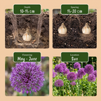 60x Allium Purple Sensation - Sierui - Paars - Zomerbloeier - Bolmaat 10/12