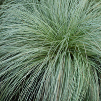 Green boutiQ - Siergrassen - Carex comans Frosted Curls - Groen - 4 Planten - Bladhoudend - Weinig Onderhoud - Pot 17cm Hoogte 50cm